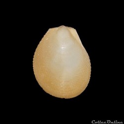 Limidae - Ctenoides scaber (Born, 1778)
