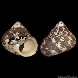 Tegulidae - Cittarium pica (Linné, 1758)
