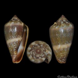 Lautoconus (Africonus) longilineus (Röckel, Rolán & Monteiro, 1980)