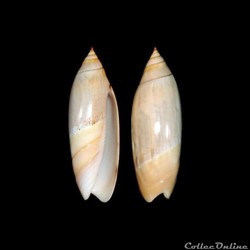 Olividae - Agaronia biraghii (Bernard & Nicolay, 1984)