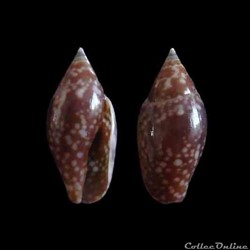 Columbellidae - Nitidella nitida (Lamarck, 1822)