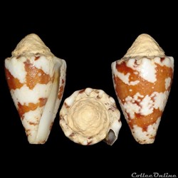 Stephanoconus regius (Gmelin, 1791)