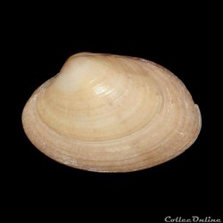 Veneridae - Polititapes aureus (Gmelin, 1791)