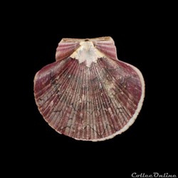 Pectinidae - Euvola ziczac (Linné, 1758)