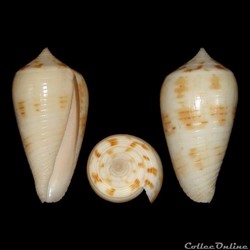 Phasmoconus (Phasmoconus) straturatus (Sowerby II, 1865)