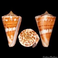 Dauciconus (Dauciconus) carioca (Petuch, 1986)
