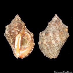 Muricidae - Stramonita haemastoma (Linné, 1767)