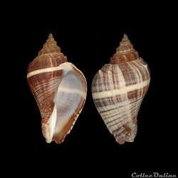 Melongenidae - Melongena melongena (Linné, 1758)