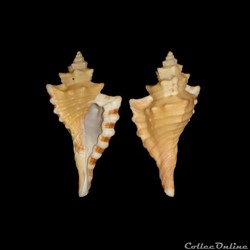 Cymatiidae - Cymatium femorale (Linné, 1758)