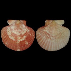 Pectinidae - Aequipecten opercularis (Linné, 1758)