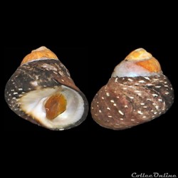 Trochidae - Phorcus punctulatus (Lamarck, 1822)