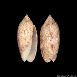 Olividae - Americoliva reticularis (Lamarck, 1811)