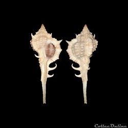 Muricidae - Vokesimurex messorius (Sowerby II, 1841)