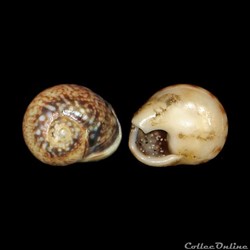 Nassariidae - Tritia neritea (Linné, 1758)