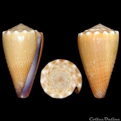 Lividoconus sanguinolentus (Quoy & Gaimard, 1834)