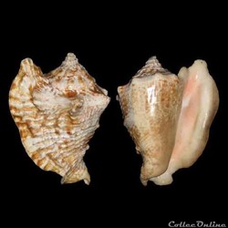 Strombidae - Lobatus raninus (Gmelin, 1791)
