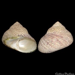 Trochidae - Phorcus lineatus (da Costa, 1778)
