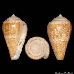 Conidae - Lautoconus (Lautoconus) cloveri (Walls, 1978)
