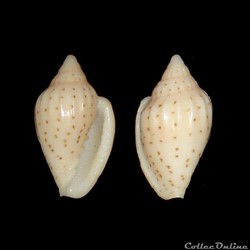 Marginellidae - Glabella harpaeformis (Sowerby II, 1846)