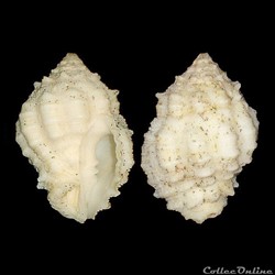 Turbinellidae - Vasum globulus (Lamarck, 1816)