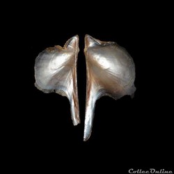 Pteriidae - Pteria colymbus (Röding, 1798)