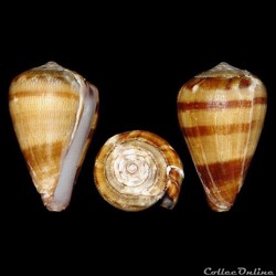 Conidae - Lautoconus (Africonus) fontonae (Rolán & Trovão, 1990)