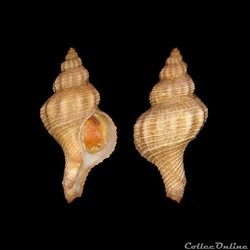 Muricidae - Gracilipurpura craticulata (Bucquoy & Dautzenberg, 1882)