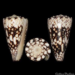 Conus vidua (Reeve, 1843)