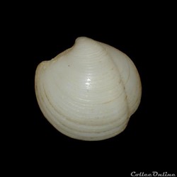 Lucinidae - Lucina pensylvanica (Linné, 1758)