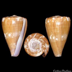 Rhizoconus taitensis (Hwass in Bruguière, 1792)