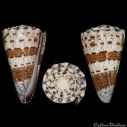 Rhombiconus imperialis (Linné, 1758)