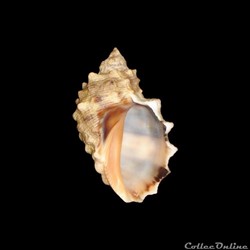 Muricidae - Plicopurpura patula (Linné, 1758)