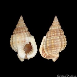 Nassariidae - Nassarius pachychilus (Maltzan, 1884)