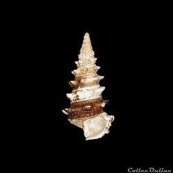 Potamididae - Tympanotonos fuscatus (Linnaeus, 1758)