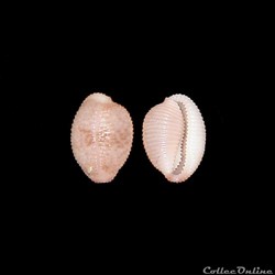 Triviidae - Niveria suffusa (Gray, 1827)