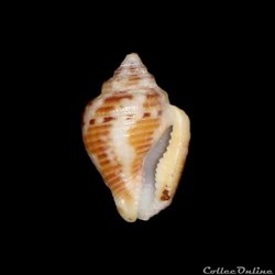 Columbellidae - Columbella mercatoria (Linné, 1758)