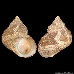 Turbinidae - Turbo castanea (Gmelin, 1791)