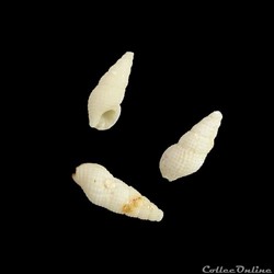 Buccinidae - Chauvetia tenuisculpta (Dautzenberg, 1891)