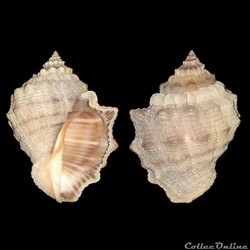 Muricidae - Thaisella coronata (Lamarck, 1816)