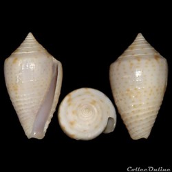 Conidae - Ximeniconus (Perplexiconus) puncticulatus columba (Hwass in Bruguière 1792)