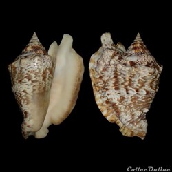 Strombidae - Lobatus raninus (Gmelin, 1791)