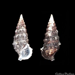 Cerithiidae - Cerithium eburneum (Bruguière, 1792)
