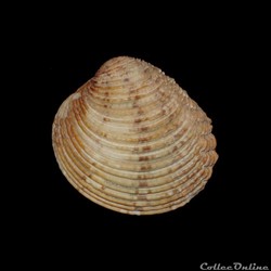 Veneridae - Venus verrucosa (Linné, 1758)