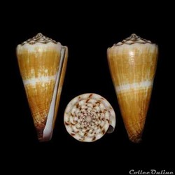 Fraterconus distans (Hwass in Bruguière, 1792)