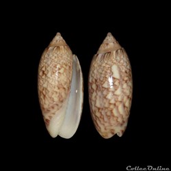 Olividae - Americoliva reticularis (Lamarck, 1811)