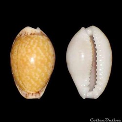 Cypraeidae - Naria acicularis (Gmelin, 1791)