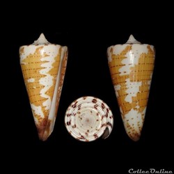 Strategoconus (Strategoconus) maldivus (Hwass in Bruguière, 1792)