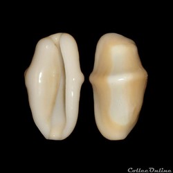 Ovulidae - Cyphoma gibbosum (Linné, 1758)