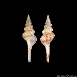 Fasciolariidae - Fusinus schrammi (Crosse, 1865)