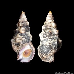 Cerithiidae - Cerithium atratum (Born, 1778)